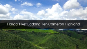 Harga Tiket Ladang Teh Cameron