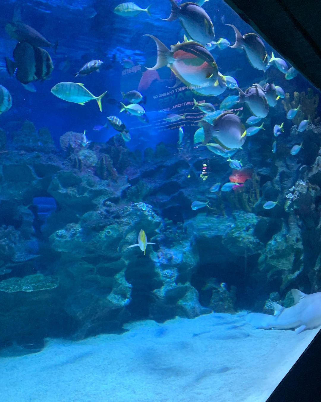 √ Harga Tiket Aquaria KLCC 2024 & Diskaun Up to 30