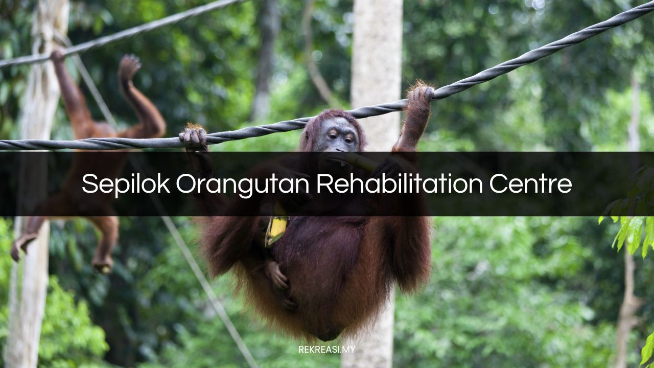 sepilok orangutan rehabilitation centre