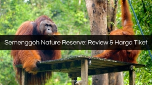 semenggoh nature reserve