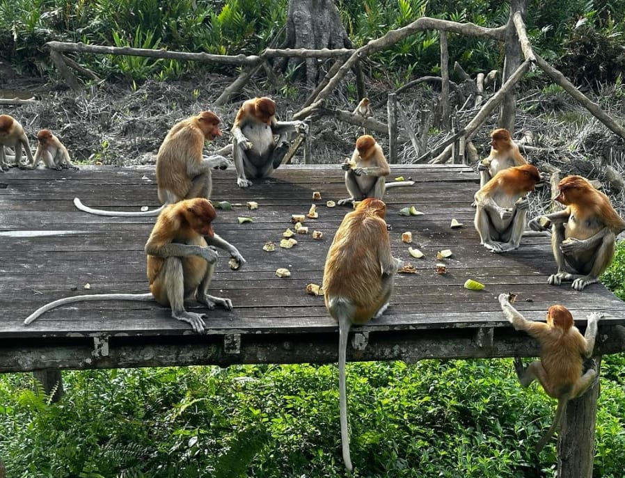 feeding time proboscis monkey