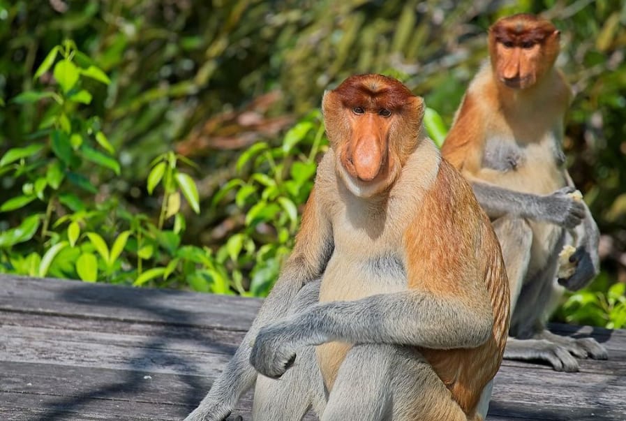 harga tiket labuk bay proboscis monkey sanctuary