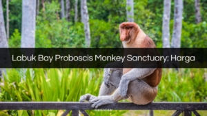 labuk bay proboscis monkey sanctuary
