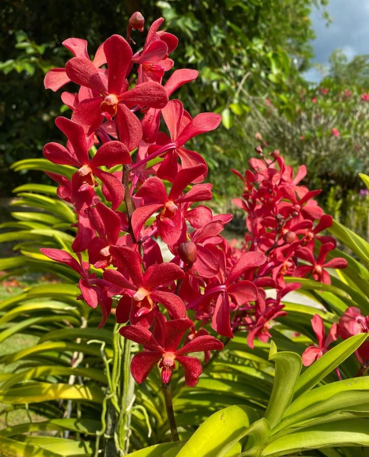 lokasi orchid garden kuching