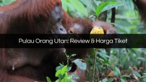 pulau orang utan