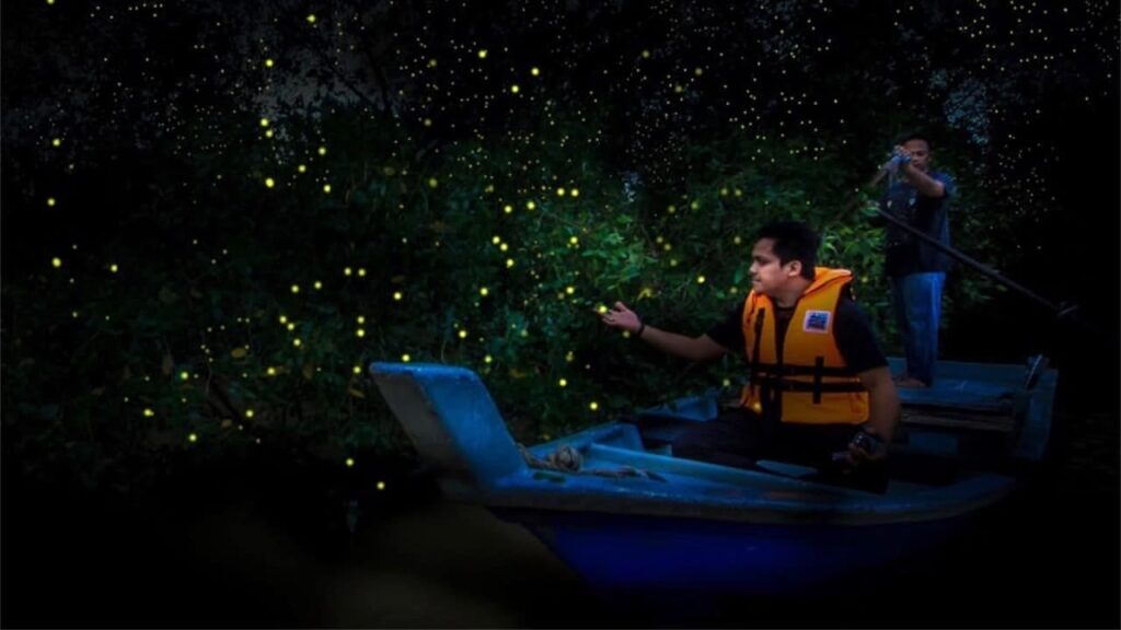 tarikan kampung kuantan fireflies