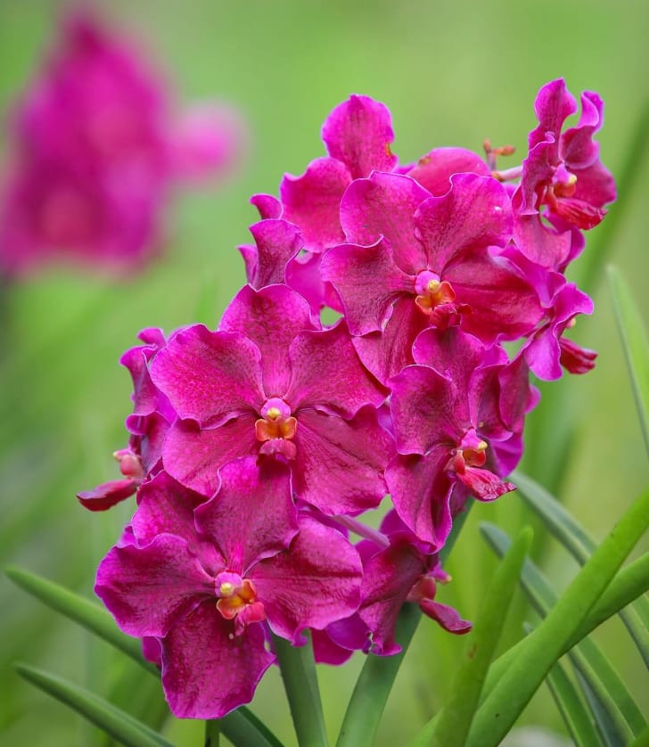 tarikan orchid park kuching