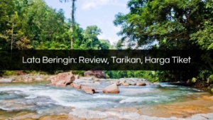 lata beringin