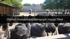 ostrich wonderland semenyih